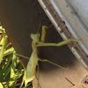 Praying mantis