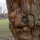 Osage orange