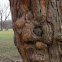 Osage orange