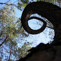 Loblolly Pine