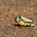 Elegant Grasshopper