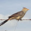 Anú-Branco (Guira Cuckoo)