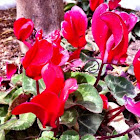 Cyclamen