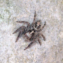 Pantropical jumper