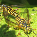 Syrphid Fly
