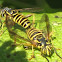Syrphid Fly