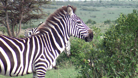 How to get Video Touch - Wildlife 2.34 mod apk for android