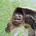 Snapping Turtle