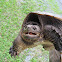 Snapping Turtle