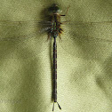 Unknown Aeshnidae