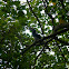 Oriental Pied Hornbill