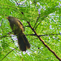 jungle babbler