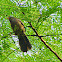 jungle babbler