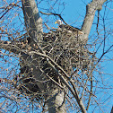 Bald Eagle on nest