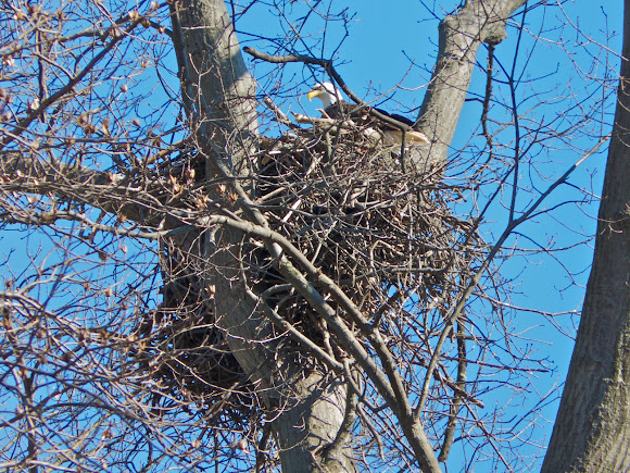 Spotting Image 1