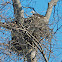 Bald Eagle on nest