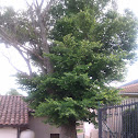 Olmo / Zugarra