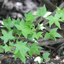 Sweetgum