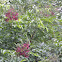 Evergreen wisteria
