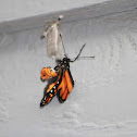 Monarch butterflys