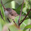 Red-backed Fairy Wren (female)
