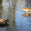 Mallards