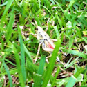 Eastern Lubber Grasshopper