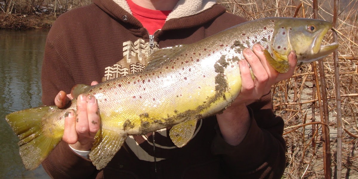 Brown Trout