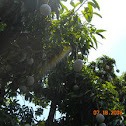 Mango Tree