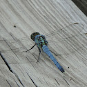 Eastern Pondhawk Dragonfly (male)