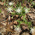 star chickweed