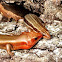 Broad-headed Skink