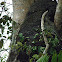 termite nest