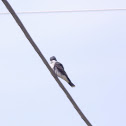 Eastern Kingbird