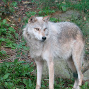 Gray Wolf