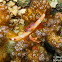Yellow Dot Guard Crab