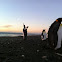 King Penguins