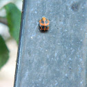 Pupa de Chinita Asiática