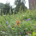 European garden spider