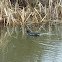 Moorhen