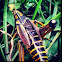 Eastern Lubber Grasshopper