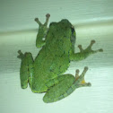 Cope's Gray treefrog