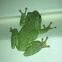 Cope's Gray treefrog