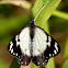 White Caper Butterfly