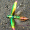 Jewel Beetles