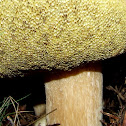 Boring Brown Bolete or Yellow-cracked Bolete