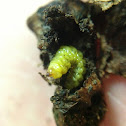 Larvae