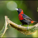 Crimson-collared Tanager