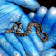 Northern Water Snake