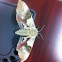 Sphinx moth